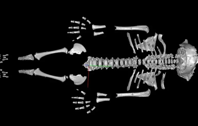 Маленькі неандертальці розвивалися швидше, ніж сучасні діти - вчені пояснили причини цього явища. 1