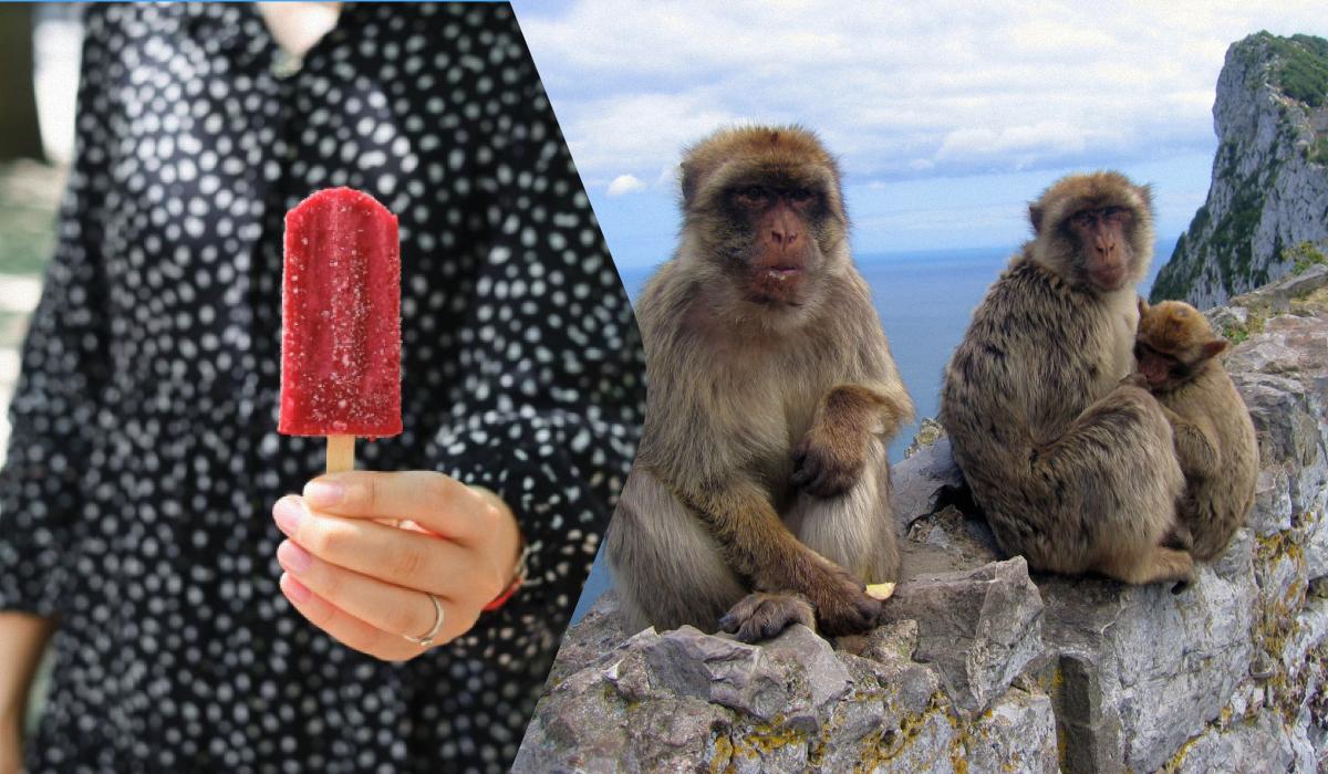 Мавпи знайшли спосіб їсти шкідливі людські ласощі без розладу шлунку