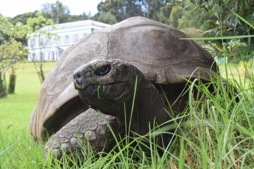 Мемкоїн на Solana зріс на 1400% після неправдивої інформації про смерть майже 200-річної черепахи. 1