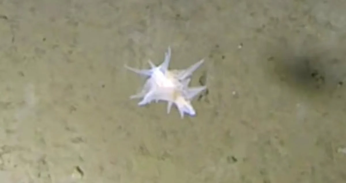 На глибині понад 9 тисяч метрів вчені виявили морську істоту, яку неможливо ідентифікувати