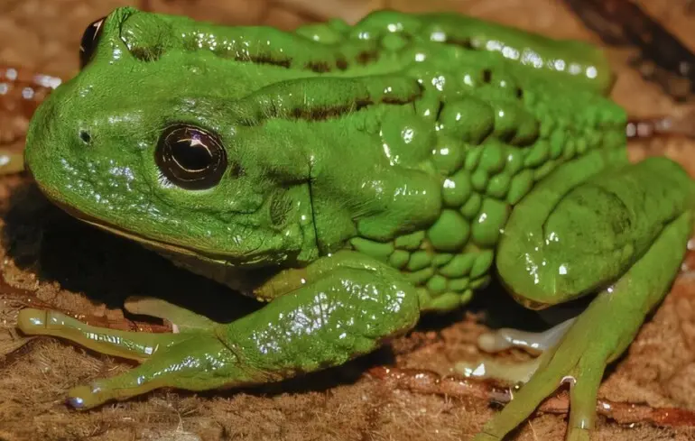 Новий вид жаб - у Перу знайшли жаб, які носять яйця на спині - фото 1
