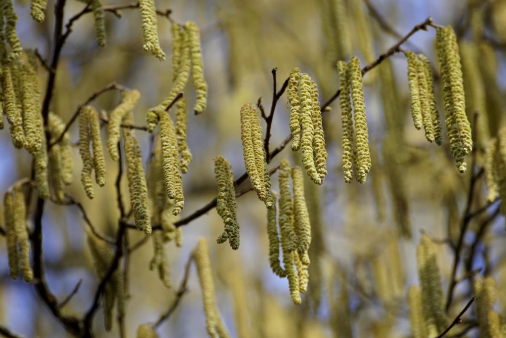 Обряд на здоров'я у свято 4 квітня: що сьогодні потрібно випити зранку