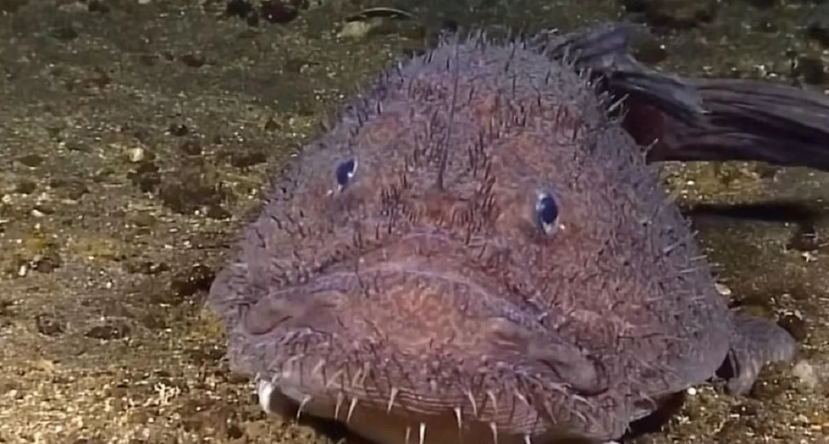 Одна з найстрашніших риб океану еволюціонувала несподіваним чином, &ndash; вчені