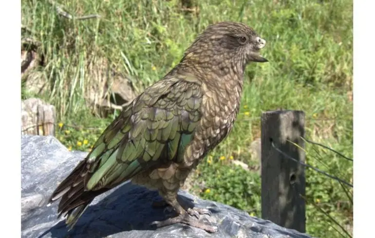Папуга з пошкодженим дзьобом став альфа-самцем - його дії та вигляд - фото 1