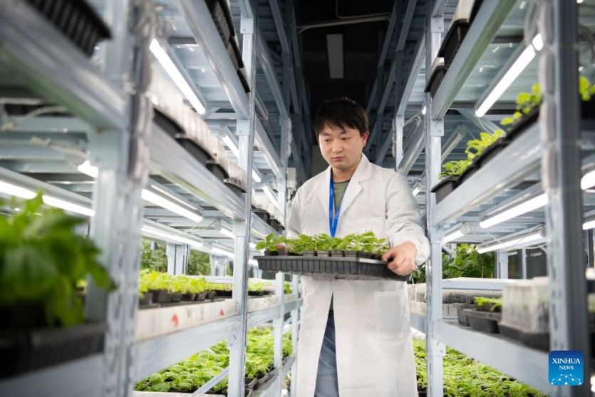 Рослини замість вуличних ліхтарів: Китай створив біолюмінесцентні орхідеї, соняшники та хризантеми Рослини замість вуличних ліхтарів: Китай створив біолюмінесцентні орхідеї, соняшники та хризантеми 3