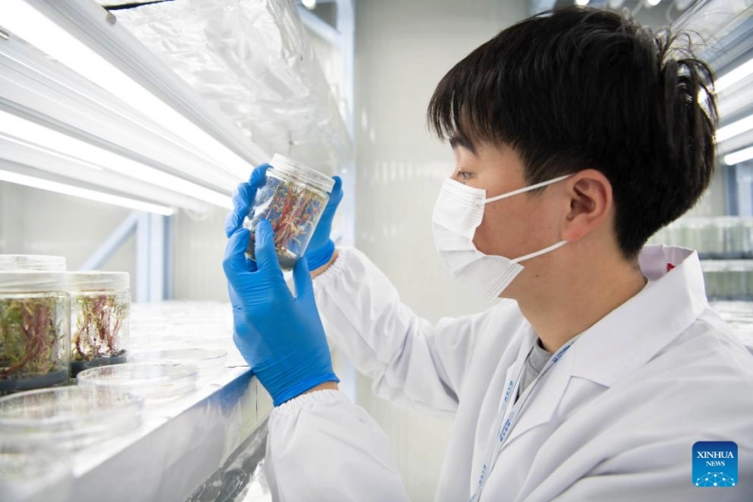 Рослини замість вуличних ліхтарів: Китай створив біолюмінесцентні орхідеї, соняшники та хризантеми Рослини замість вуличних ліхтарів: Китай створив біолюмінесцентні орхідеї, соняшники та хризантеми 5