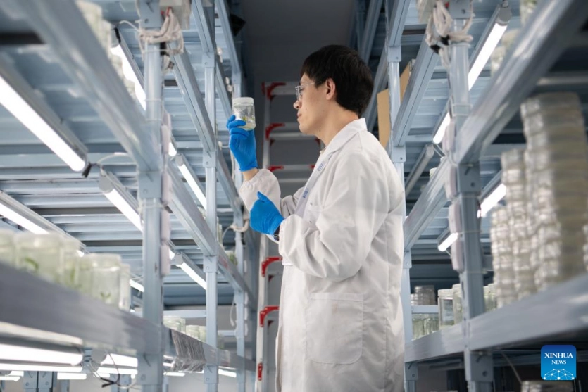 Рослини замість вуличних ліхтарів: Китай створив біолюмінесцентні орхідеї, соняшники та хризантеми Рослини замість вуличних ліхтарів: Китай створив біолюмінесцентні орхідеї, соняшники та хризантеми 7