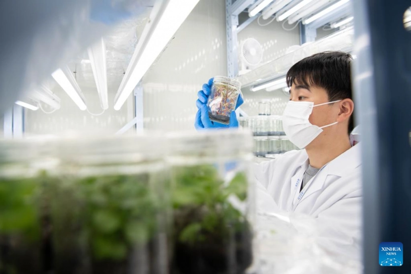 Рослини замість вуличних ліхтарів: Китай створив біолюмінесцентні орхідеї, соняшники та хризантеми Рослини замість вуличних ліхтарів: Китай створив біолюмінесцентні орхідеї, соняшники та хризантеми 4