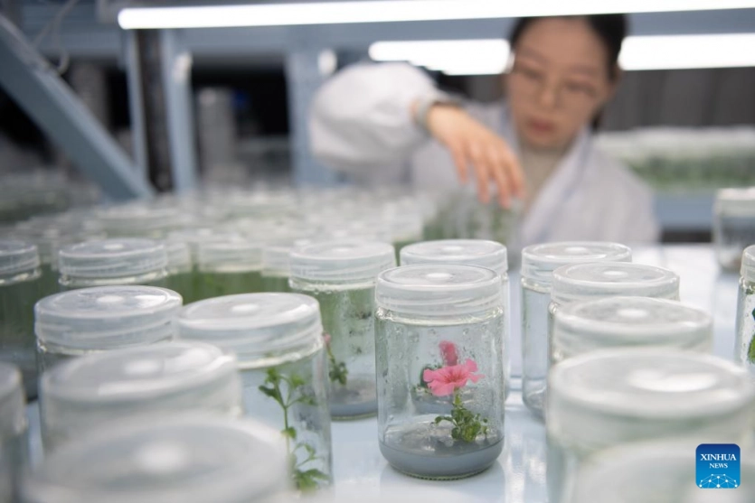 Рослини замість вуличних ліхтарів: Китай створив біолюмінесцентні орхідеї, соняшники та хризантеми Рослини замість вуличних ліхтарів: Китай створив біолюмінесцентні орхідеї, соняшники та хризантеми 6