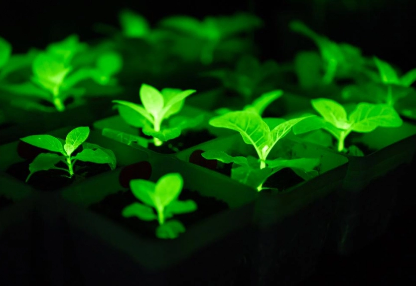 Рослини замість вуличних ліхтарів: Китай створив біолюмінесцентні орхідеї, соняшники та хризантеми 8