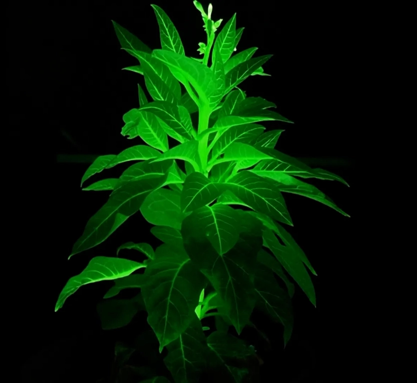 Рослини замість вуличних ліхтарів: Китай створив біолюмінесцентні орхідеї, соняшники та хризантеми 2