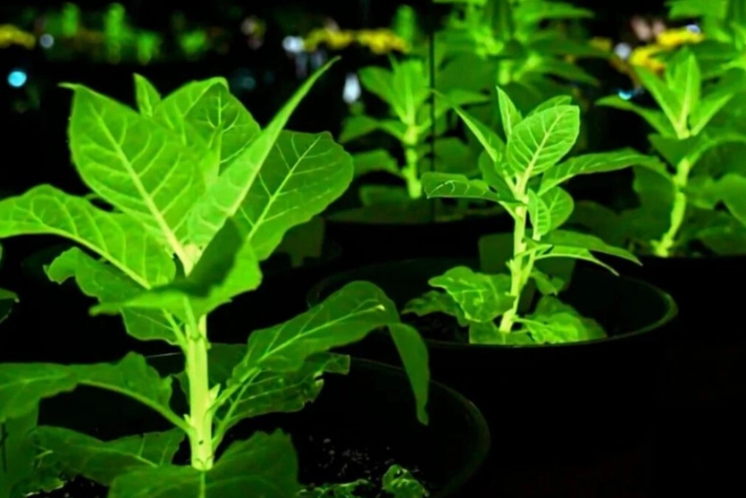 Рослини замість вуличних ліхтарів: Китай створив біолюмінесцентні орхідеї, соняшники та хризантеми 1