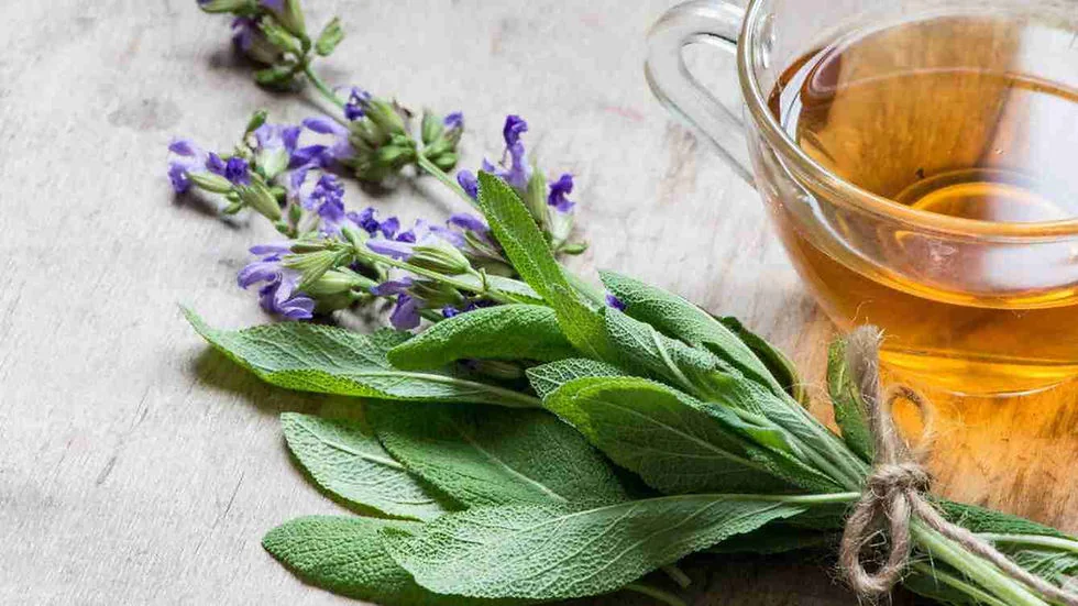 Шавлія: повний посібник з лікувальних якостей рослини 1