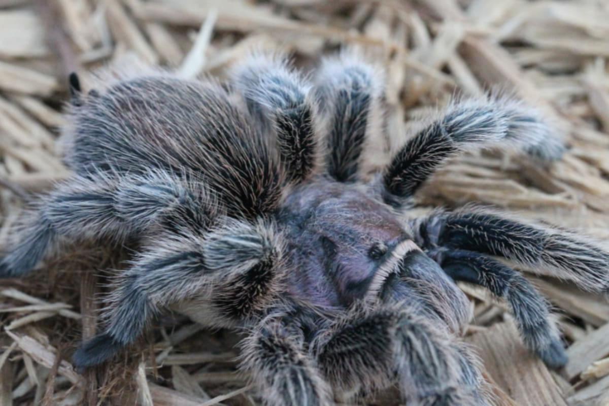 Тарантули запам'ятовують всі свої маршрути до здобичі: дослідження науковців 1 Тарантули пам'ятають кожну свою дорогу до жертви: дослідження вчених