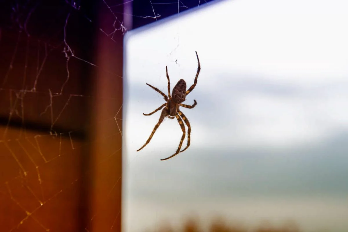 У 2012 році двох павуків відправили у космос: те, що сталося далі, здивувало науковців