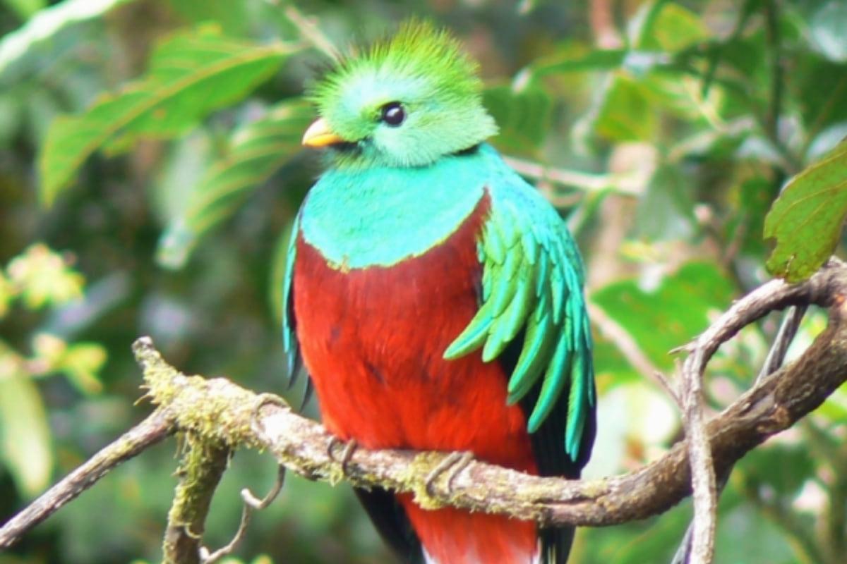 У гватемальських джунглях виявили рідкісного птаха, за вбивство якого раніше карали смертю. 1 У джунглях Гватемали знайшли рідкісного птаха, за вбивство якого раніше страчували