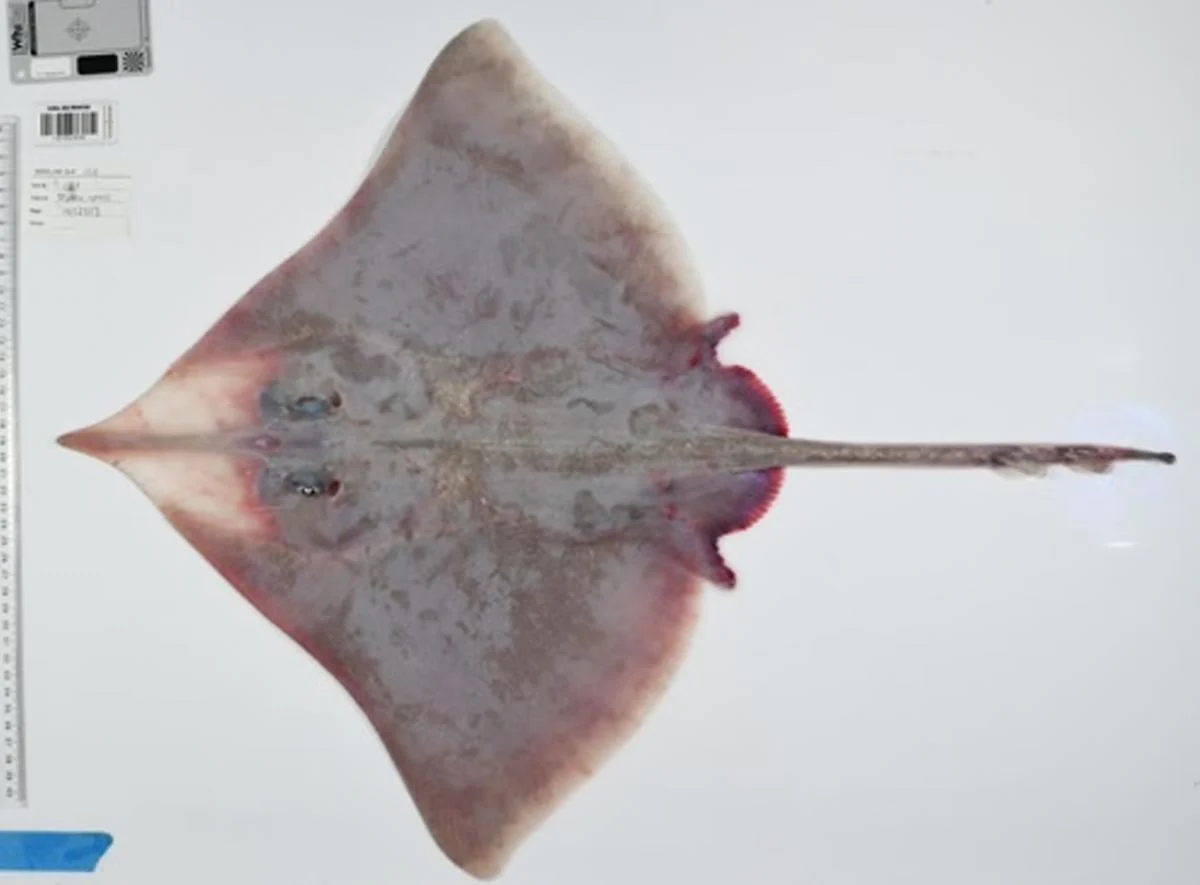 У глибинах Коралового моря виявили сотні незнаних науці створінь: що вони ховають 4 У глибинах Коралового моря знайшли сотні невідомих науці істот: що вони приховують