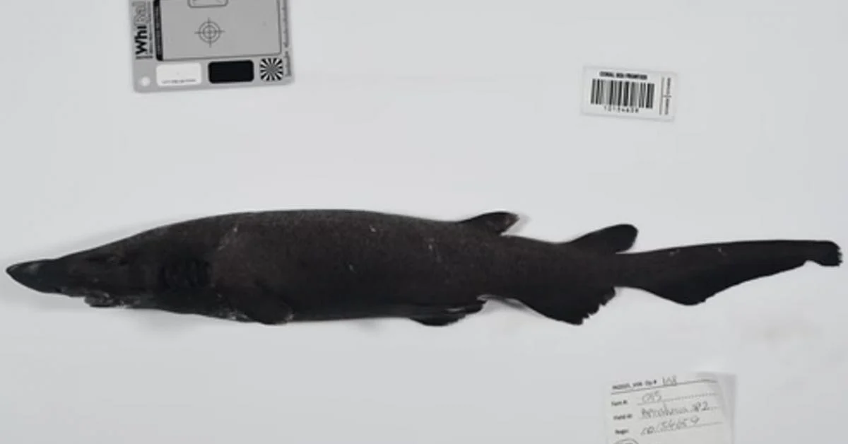 У глибинах Коралового моря виявили сотні незнаних науці створінь: що вони ховають 2 У глибинах Коралового моря знайшли сотні невідомих науці істот: що вони приховують