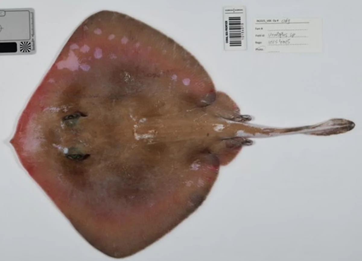 У глибинах Коралового моря виявили сотні незнаних науці створінь: що вони ховають 3 У глибинах Коралового моря знайшли сотні невідомих науці істот: що вони приховують