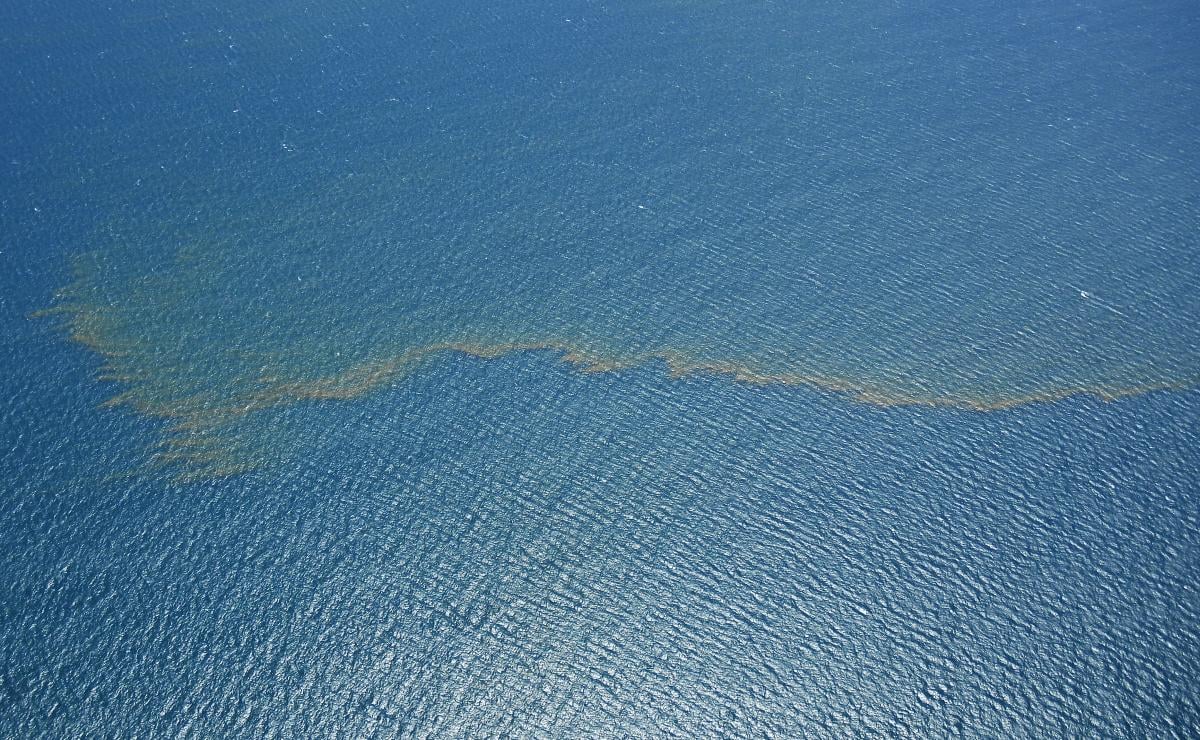 У глибинах Коралового моря виявили сотні незнаних науці створінь: що вони ховають 1 У глибинах Коралового моря знайшли сотні невідомих науці істот: що вони приховують