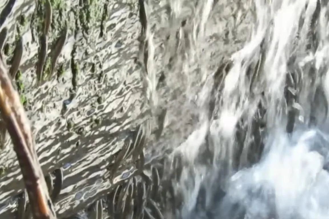 Учені вперше зняли на відео унікальних риб, які повзуть угору 15-метровим водоспадом