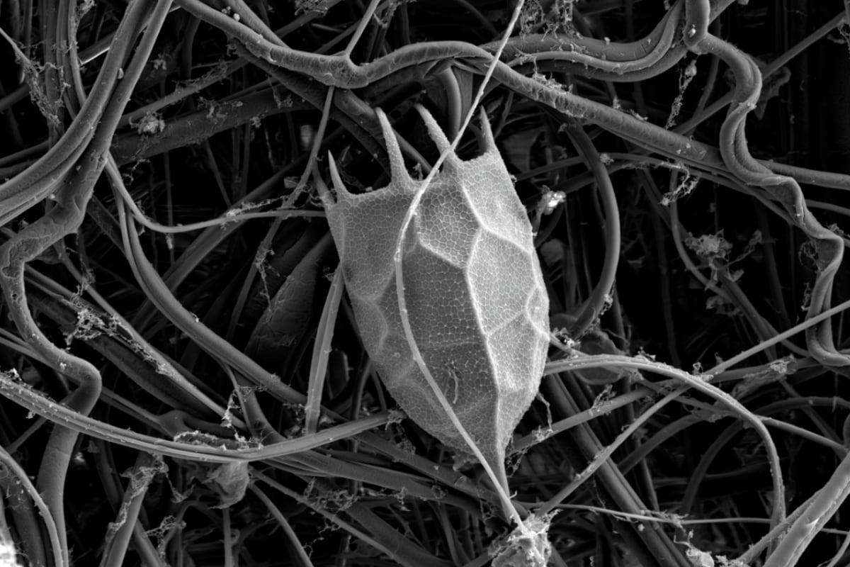 Вчені оживили 24 000-річну тварину, заморожену в Сибіру: істота вже почала розмножуватись