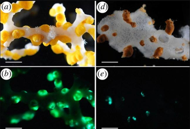 Вчені виявили у у глибині Тихого океану істоту, яку раніше ніхто не бачив