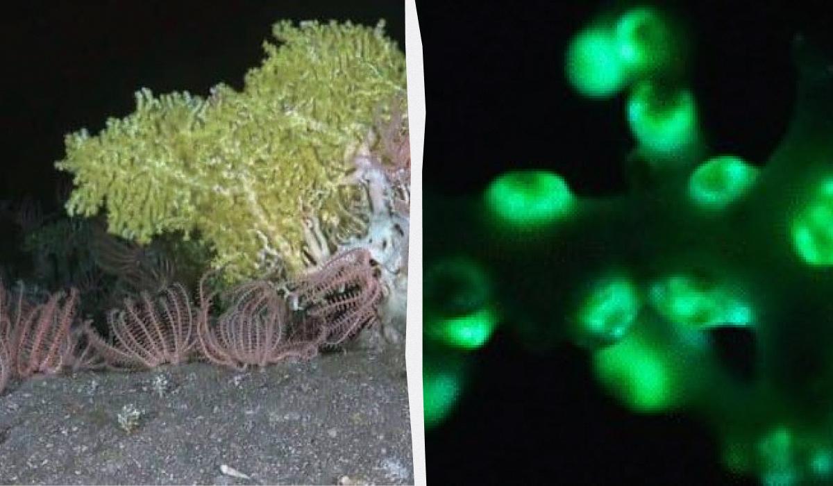 Вчені виявили у у глибині Тихого океану істоту, яку раніше ніхто не бачив