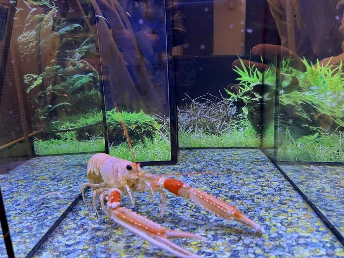 Вчені пропонують заборонити варіння омарів живими: у чому справа 1 Вчені закликали заборонити варити омарів живцем: у чому причина