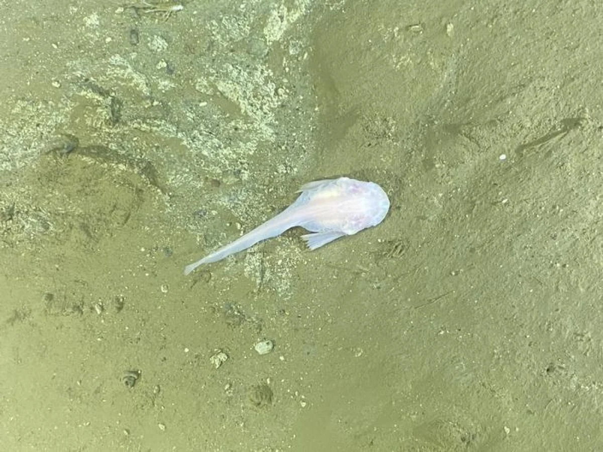 Вчені "зазирнули" на глибину понад 9000 метрів: побачене їх здивувало (фото, відео)