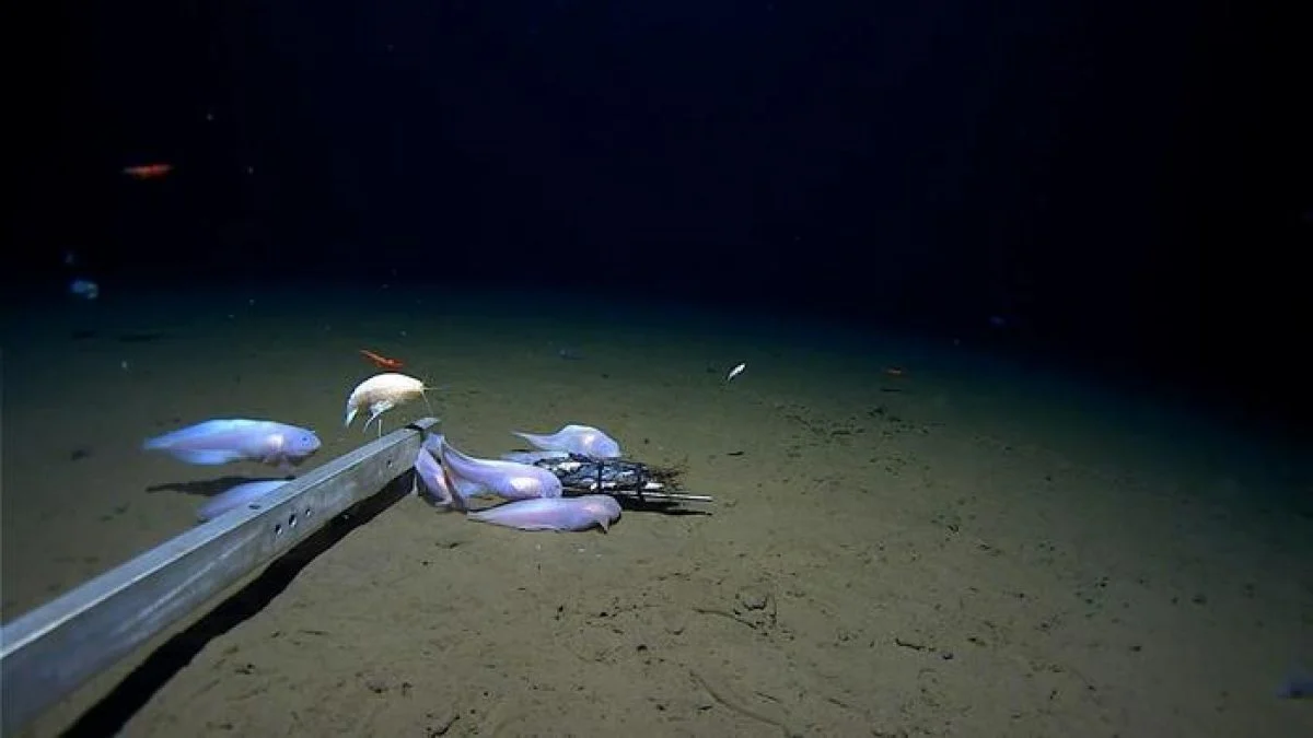 Вчені "зазирнули" на глибину понад 9000 метрів: побачене їх здивувало (фото, відео)