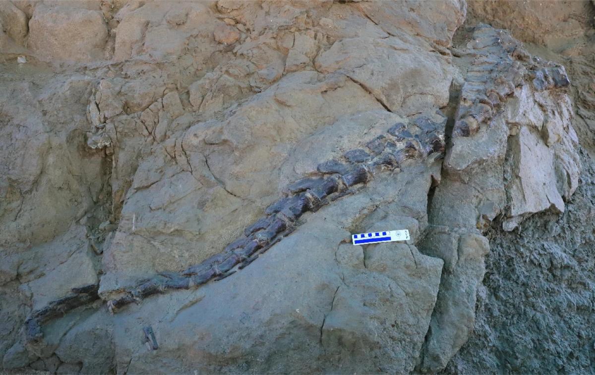 Вчені знайшли посеред пустелі добре збережений череп незвичайного динозавра (фото)