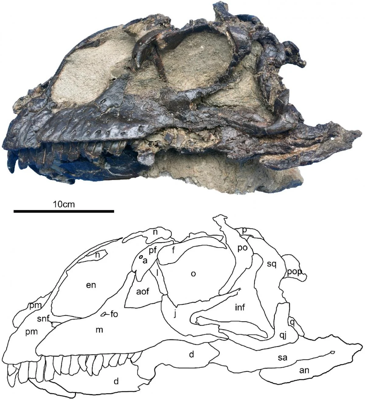 Вчені знайшли посеред пустелі добре збережений череп незвичайного динозавра (фото)