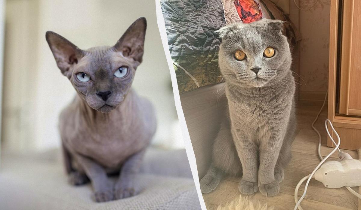 Ветеринар назвав 5 порід котів, яких він ніколи б не завів