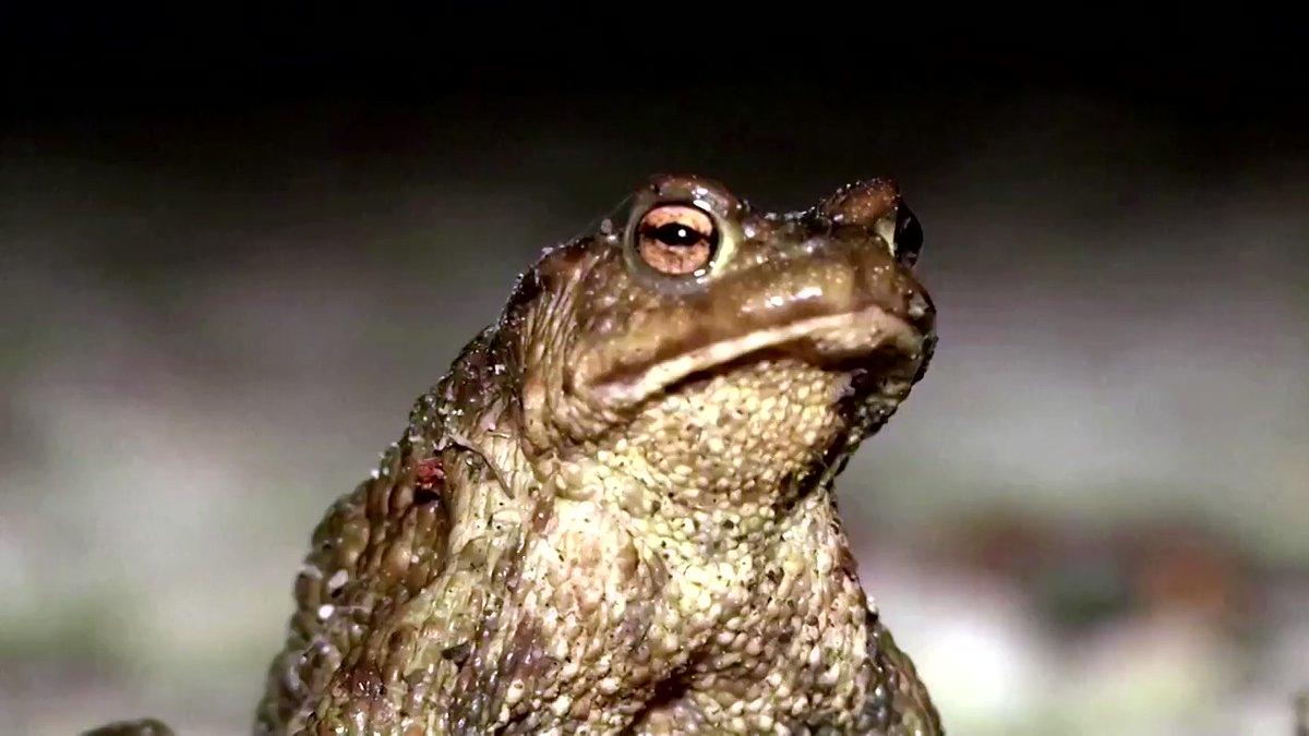 Випадок чи удача: експерти з фен-шуй роз'яснили значення появи жаби біля оселі 1 Випадковість чи благополуччя: спеціалісти з фен-шуй пояснили, що означає поява жаби біля дому