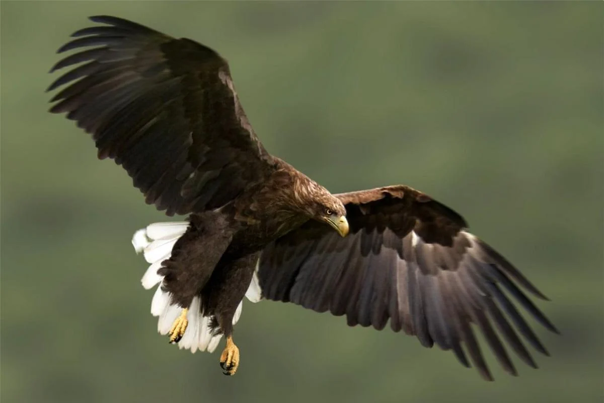 Вони не з’являлися 240 років: у небі над Англією виявили величезних хижаків 1 Вони не з’являлися 240 років: у небі над Англією помітили гігантських хижаків