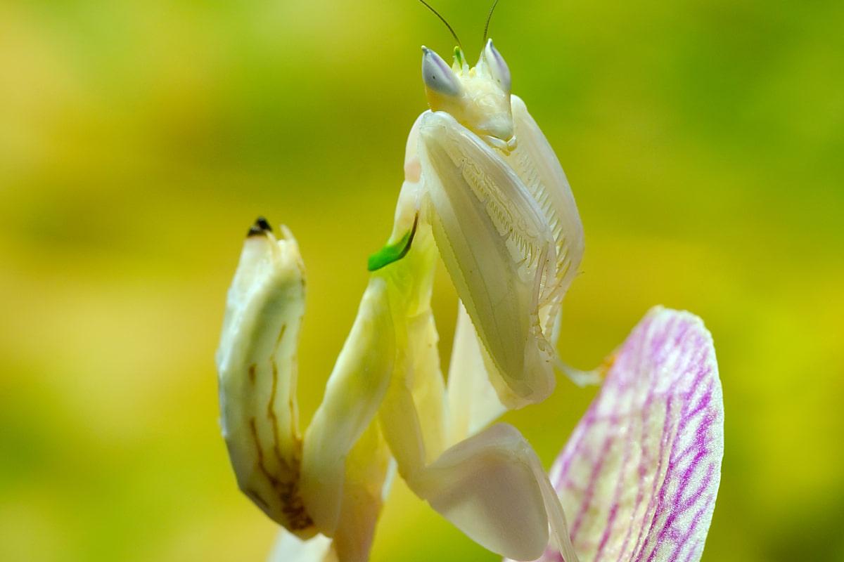 Вовки в овечих шкурах: науковці виявили найпідступніших істот на Землі 1 Вовки в овечій шкурі: вчені викрили найбільш підступних істот планети