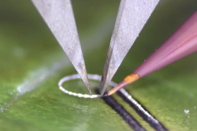 Їстівна електроніка? Чому б і ні: науковці освоїли 3D-друк мікрохвиль на кістках і рослинному листі. 1