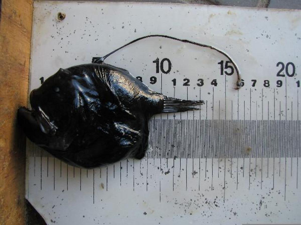 З голови звисає "вудочка": що це за цікава істота