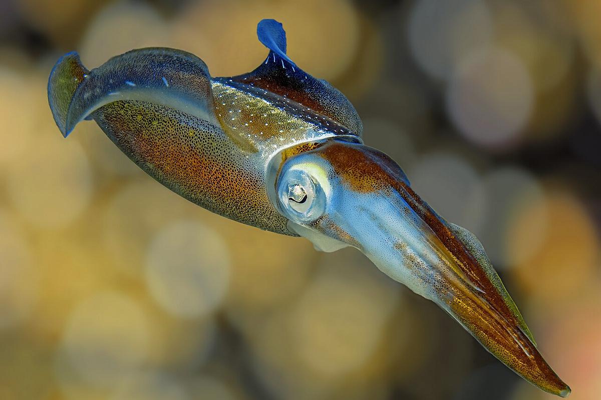 Таємничий сучасник динозаврів дожив до сьогодні: науковці нарешті з'ясували, як це відбулося. 1 Загадковий ровесник динозаврів дожив до наших днів: вчені нарешті зрозуміли, як це сталося