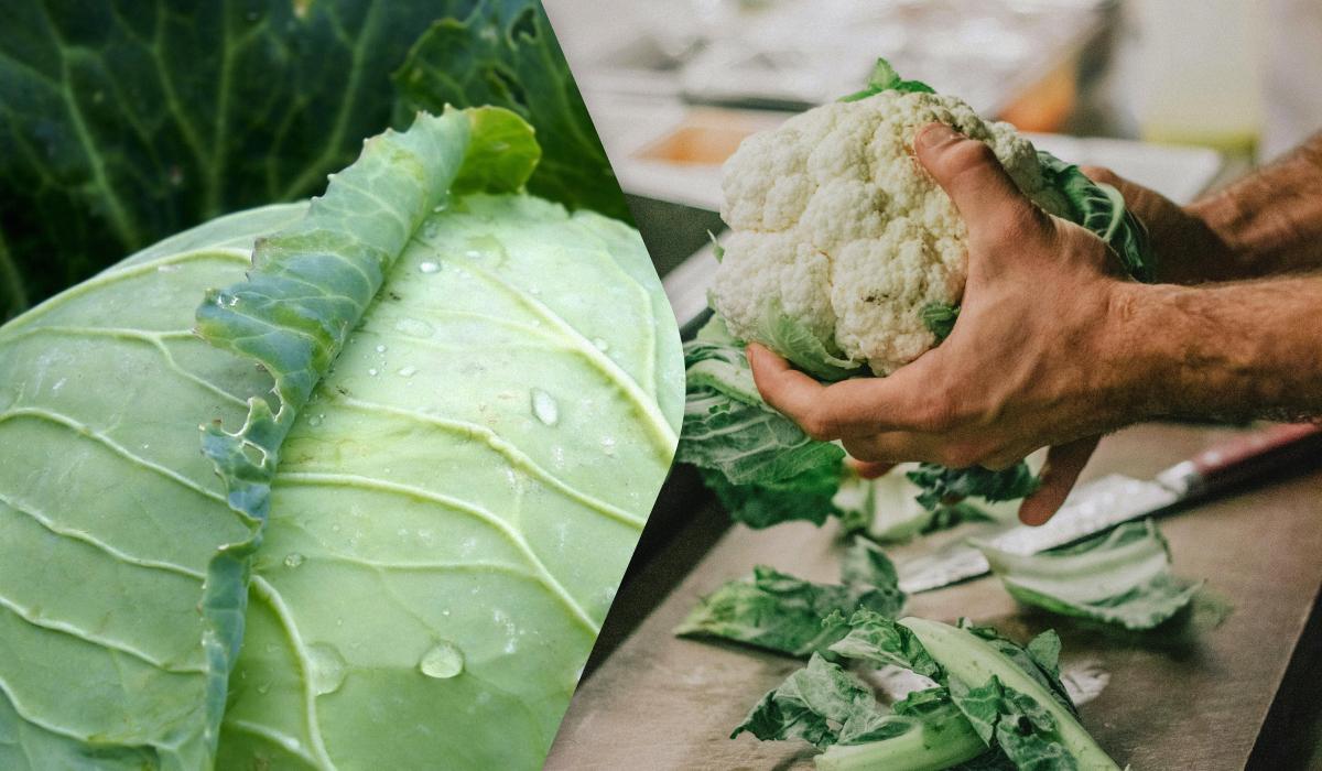 Звичайна капуста проти цвітної: експерти порівняли два овочі та назвали їхні переваги