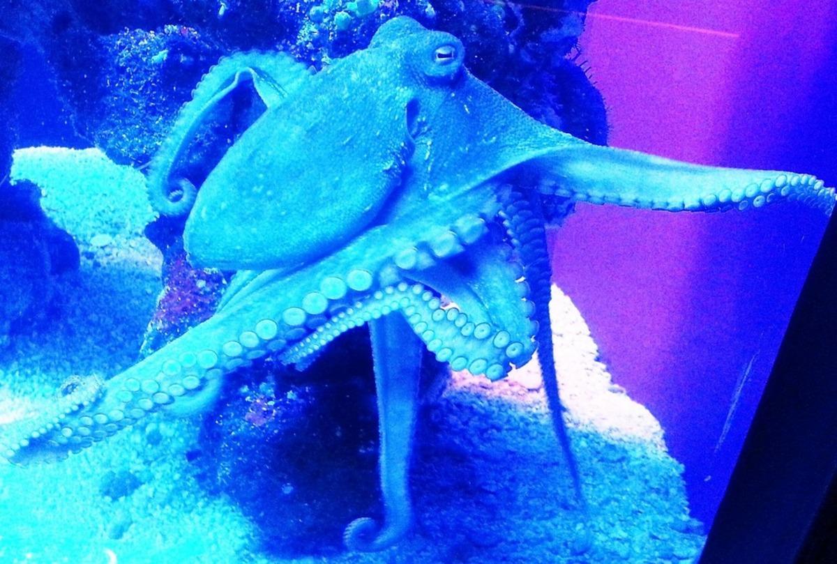 Блакитна крихітка: науковці відкрили новий вид восьминога