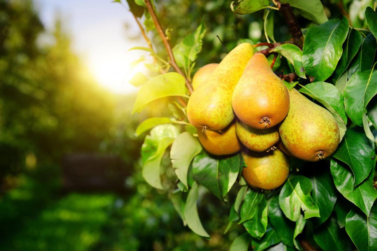 Дієтологи назвали 9 продуктів, у яких клітковини значно більше, ніж у груші