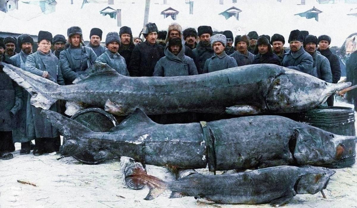Справжні монстри під водою: найбільші морські та прісноводні риби у світі