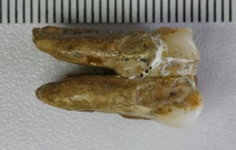Вчені виявили ознаки схрещування денисівців та Homo erectus - чому це має значення 1