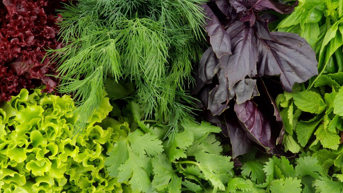 5 продуктів, які містять набагато більше корисних речовин, ніж салат-латук