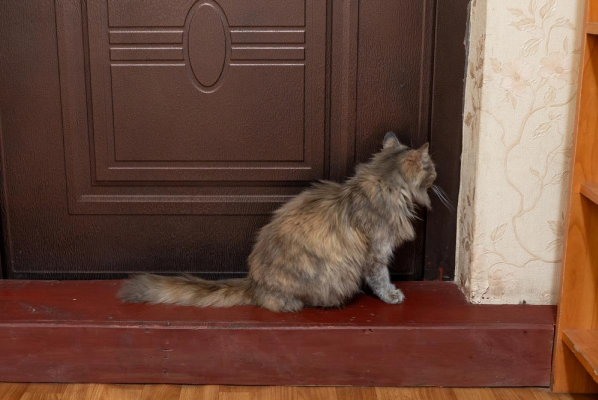 Коти нявкають біля дверей, але не заходять до кімнати: чому вони так роблять