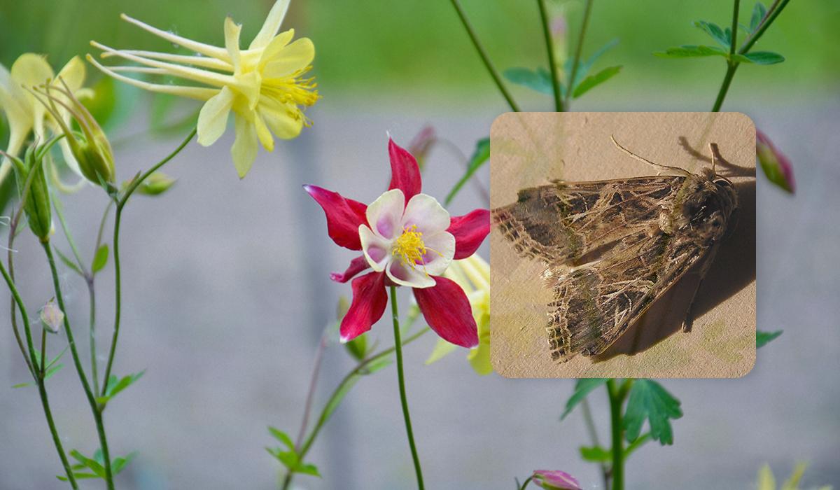 Як комахи слухають рослини і про що ті "говорять": вчені довели, що такі сигнали існують